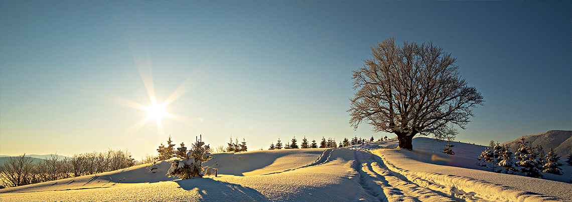 2306 Winter Snow Trees 1140x403px Rgb