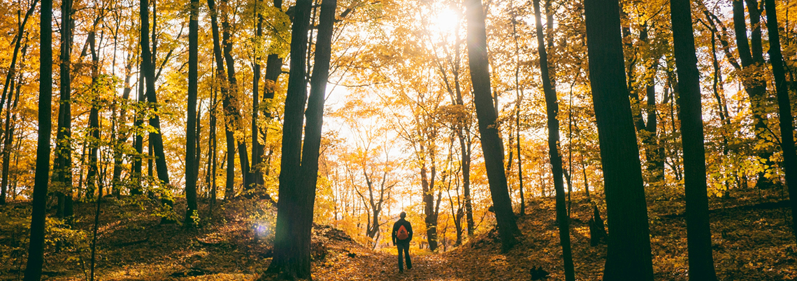 2503 Forest 1140x403px Rgb