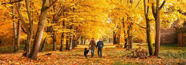 2603 Autumn Trees 1140x403px Rgb 1