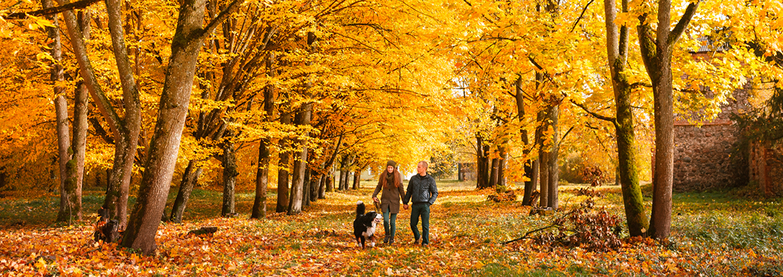 2603 Autumn Trees 1140x403px Rgb 1